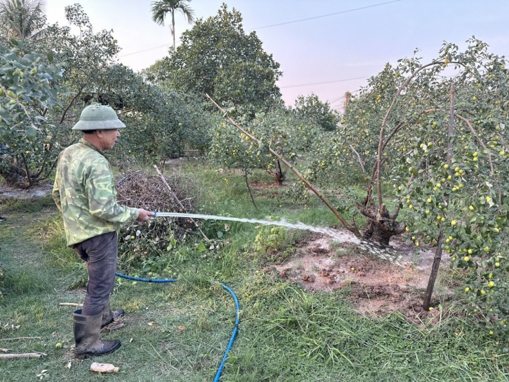 Ông Hồng tranh thủ tưới nước để thu hoạch lứa táo thứ hai trong mùa năm nay. Ảnh: NGỌC SƠN