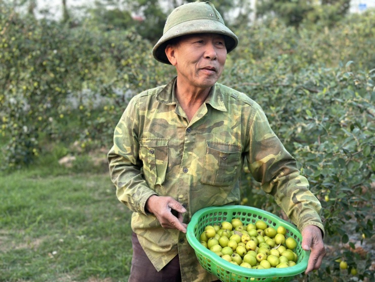 Nhờ thổ nhưỡng độc đáo cùng với tâm huyết giữ gìn giống táo đặc sản quê hương, đến nay, táo muối Bàng La trở thành thương hiệu nổi tiếng. Ảnh: NGỌC SƠN