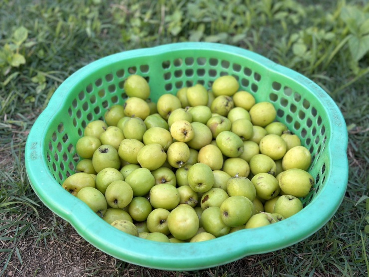 Táo muối Bàng La khi chín sẽ có màu vàng ươm đẹp mắt, quả giòn tan, vị ngọt đậm, xen lẫn chút chua rất thanh. Ảnh: NGỌC SƠN