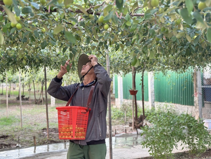 Bên cạnh những gốc táo truyền thống, nhiều hộ đầu tư, áp dụng trồng táo trên giàn, giúp chăm sóc tốt hơn và cũng dần trở thành nét đặc biệt tại Bàng La.