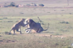 Sư tử cái bị 2 “vua đồng cỏ“ tấn công tới tấp