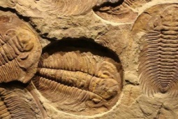 Thế giới - Đá cổ Trung Quốc phơi bày "ngày tận thế" nửa tỉ năm trước