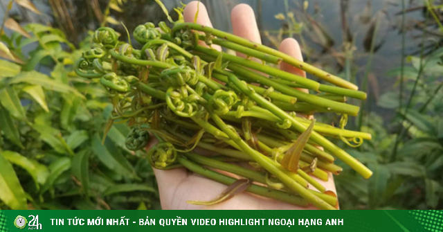 Loại rau dại nhiều người chưa từng nghe tên, vào nhà hàng thành đặc sản ...