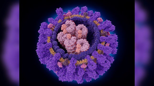 Minh họa về virus cúm A mà virus sử dụng để lây nhiễm tế bào.