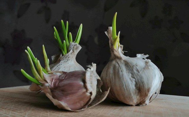 Tỏi xuất hiện vết đen mốc thì nên vứt bỏ. Ảnh minh họa