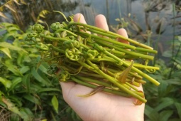 Thị trường - Tiêu dùng - Loại rau dại nhiều người chưa từng nghe tên, vào nhà hàng thành đặc sản ai cũng thích