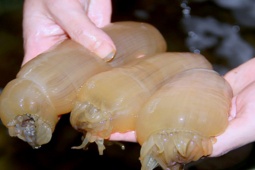 Thị trường - Tiêu dùng - 2 loại hải sản hiếm có, tên lạ hoắc, được ví như sản vật "trời ban", giá tiền triệu