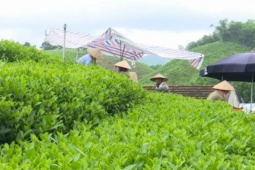 Thị trường - Tiêu dùng - Đặc sản nổi tiếng ở Việt Nam, giá đắt đỏ vẫn được "săn lùng"