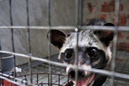 Thị trường - Tiêu dùng - 'Đột nhập' trại nuôi chồn hương tiền tỷ, lớn nhất Hà Tĩnh