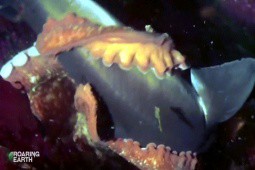 Video: Cá mập bị bạch tuộc khổng lồ hạ gục trong nháy mắt