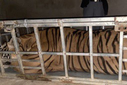 2 người đàn ông vận chuyển một con hổ sống nặng 235kg