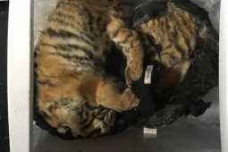 Pháp luật - Cấp đông 5 cá thể hổ trong tủ lạnh, người đàn ông bị khởi tố