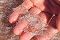 Thị trường - Tiêu dùng - Loài đặc sản được ví như "vàng trắng", có nguy cơ bị tuyệt chủng, giá tới 25 triệu đồng/kg