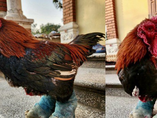 Thị trường - Tiêu dùng - Ngắm gà đi tất, nằm đèn hồng ngoại giá 'khủng'