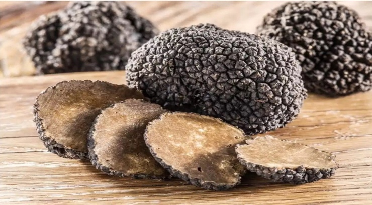 Được đánh giá là một trong những nguyên liệu thực phẩm đắt nhất hành tinh , nấm truffle được giới nhà giàu ưa chuộng và sẵn sàng chi cả "núi tiền" để mua. Ảnh: The Times of India