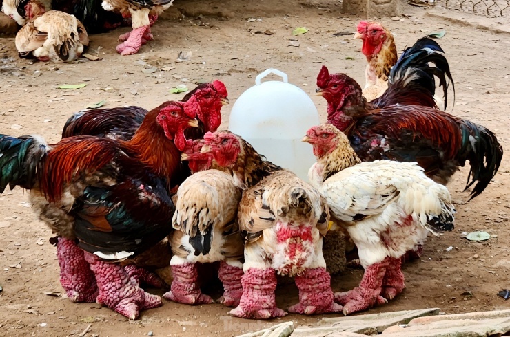 Tuỳ mỗi gia đình, sẽ có những bí quyết chăm sóc khác nhau. Theo anh Thắng, để nuôi gà Đông Tảo hiệu quả, cần chú trọng đến môi trường nuôi, chế độ dinh dưỡng và chăm sóc hàng ngày.