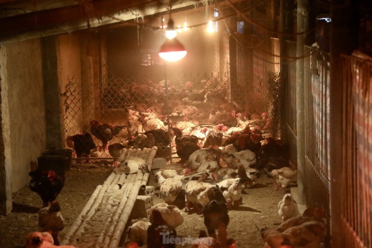 Ngắm gà đi tất, nằm đèn hồng ngoại giá 'khủng' - 5