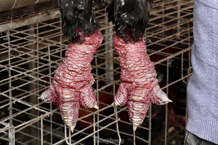 “Gà biếu là những con đạt tiêu chuẩn về chất lượng: thịt, nặng cân, chân to và cả đẹp nữa. Trung bình mỗi con sẽ có cân nặng từ 4 - 6kg. Bên cạnh đó, có những con lên tới 7kg, chân to như lon bia”, anh Nam cho hay.