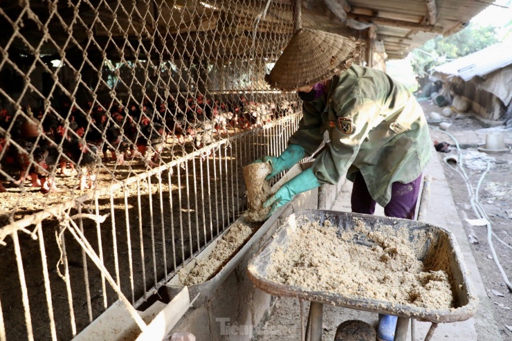 Với quy mô trang trại lớn, anh Nam đã áp dụng chăn nuôi gà Đông Tảo theo hướng an toàn sinh học và đạt hiệu quả cao qua nhiều năm.