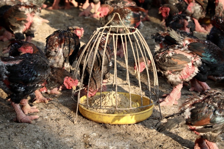 Gà Đông Tảo thương phẩm sẽ có thời gian nuôi từ 6 - 9 tháng tuổi, giá từ 150 - 180.000 đồng/kg. Đối với gà Đông Tảo để biếu, thời gian nuôi thường trên một năm tuổi, tuỳ vào hình thức đẹp, độ chân khủng sẽ có giá từ 350 - 600.000 đồng/kg.