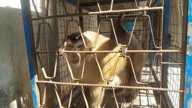 Con khỉ đực đuôi lợn nặng khoảng 16kg. Ảnh: HT