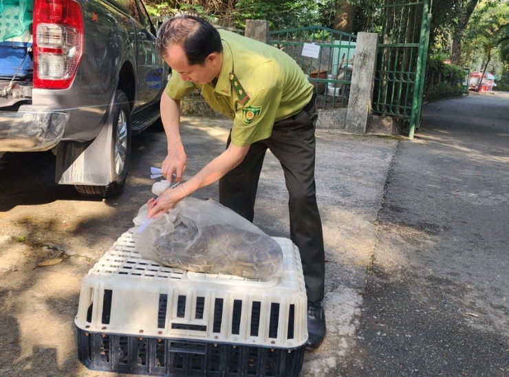 Trước đó, kiểm lâm TP.HCM cũng tiếp nhận một con trăn đất do người đàn ông ở huyện Bình Chánh bàn giao. Ảnh: HT