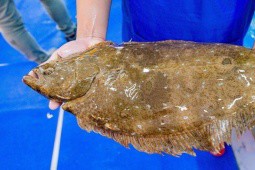 Loài cá kỳ dị với 2 mắt ở một bên, thịt cực ngon, giá 1,5 triệu đồng/kg