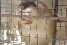 Tin tức trong ngày - Người đàn ông ở TP Thủ Đức bàn giao một con khỉ đuôi lợn cho kiểm lâm