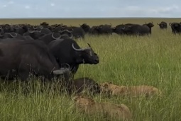 Trâu rừng "kéo quân" đông như kiến, bủa vây, đánh tan đàn sư tử để giải cứu nghé con