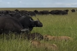 Media - Trâu rừng "kéo quân" đông như kiến, bủa vây, đánh tan đàn sư tử để giải cứu nghé con