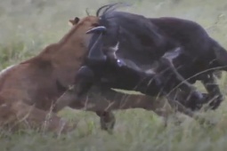 Media - Bị truy sát, linh dương đầu bò dũng mãnh chống trả lại sư tử