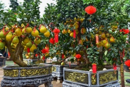 Tin tức trong ngày - Loài cây trăm trái "đổ bộ" TP.HCM đón Tết