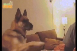 Clip hài hước - Đến con chó cũng biết troll "Con Sen"