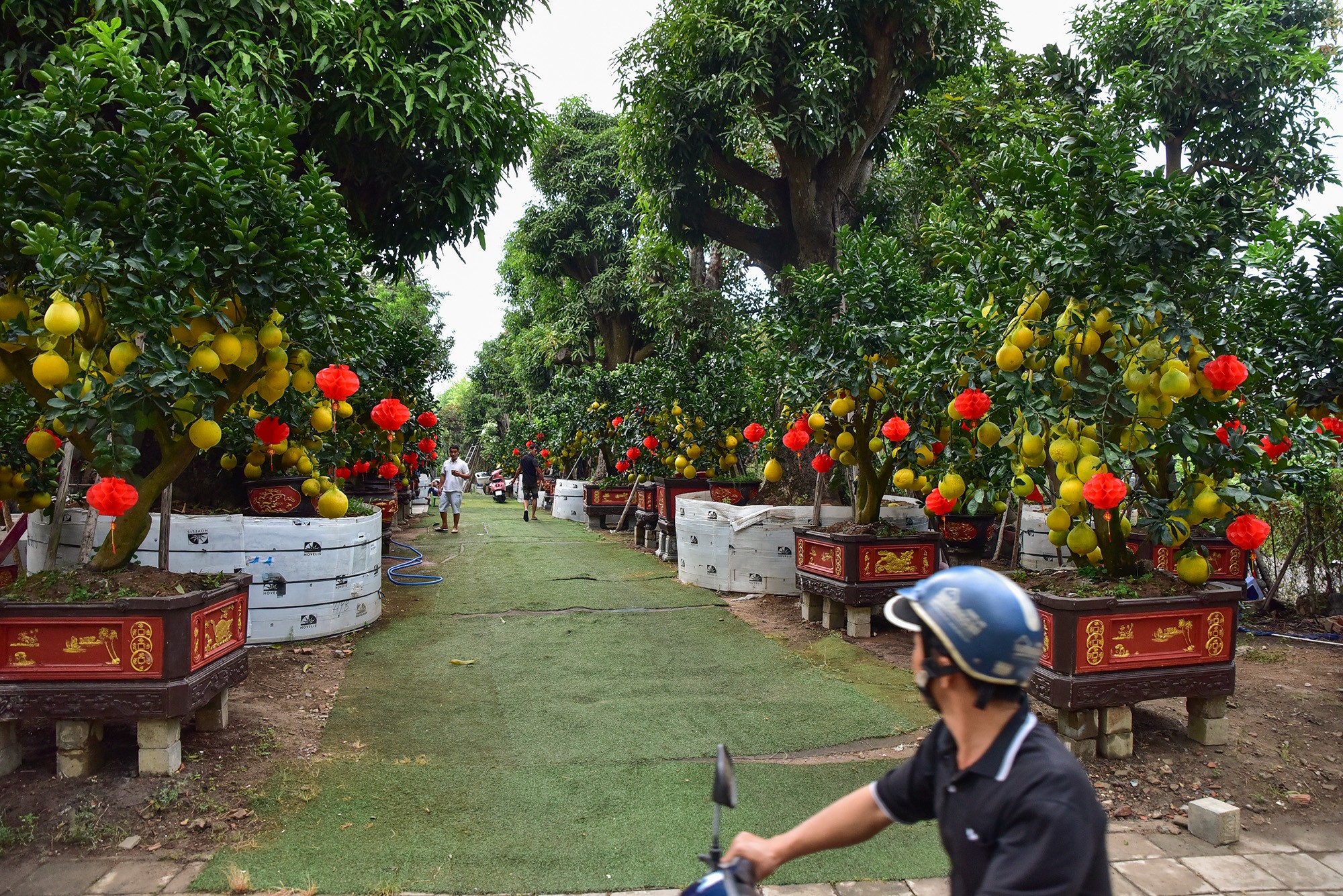 Hàng trăm cây bưởi lớn nhỏ, quả vàng rực, được đặt ở những vị trí mặt tiền đường, nằm sâu cả bên trong. Còn hơn 1 tháng nữa mới đến Tết Nguyên đán nhưng nhiều người di chuyển trên tuyến đường này có thể cảm nhận được hương vị Tết đang đến rất gần.