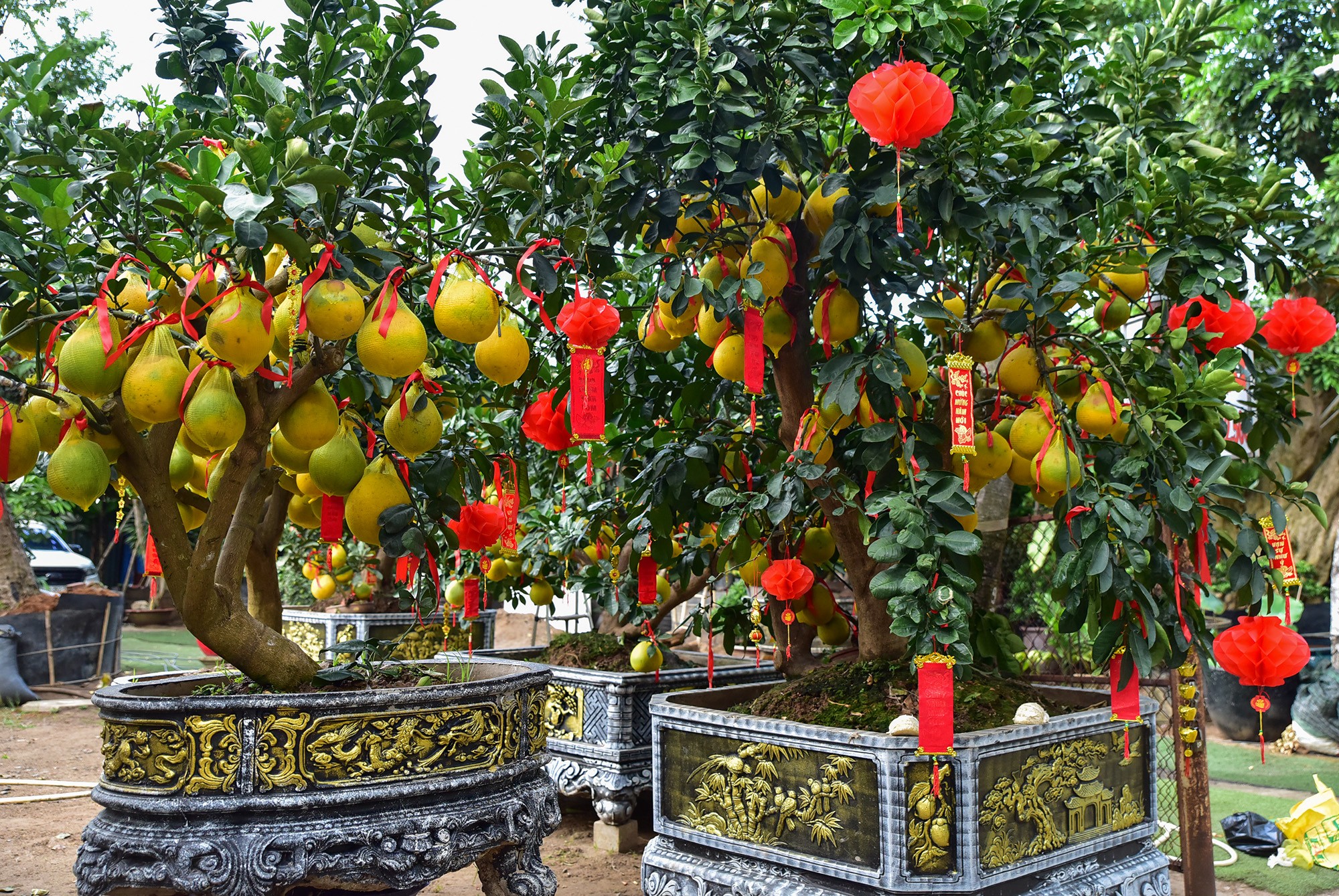 Những cây lớn có thế cây độc đáo, trái càng lớn, đẹp đều thì&nbsp;giá bán hoặc cho thuê càng cao. Loại bưởi này chín màu vàng đặc trưng và có thể để trưng được nhiều tháng.