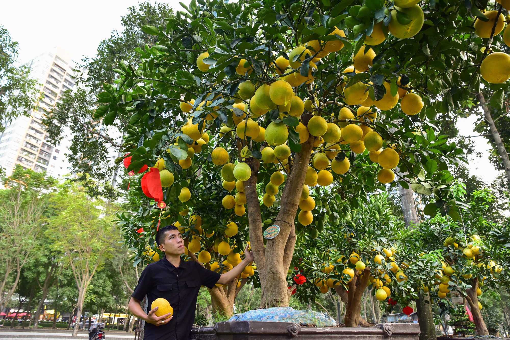 Chủ vườn giới thiệu cây bưởi có thế Phúc Lộc Thọ với ba nhánh, tuổi đời khoảng 12 -15 năm, có gần 150 trái. Cây bưởi này có giá 50 triệu đồng.