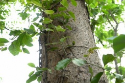 Thị trường - Tiêu dùng - Cây lạ "hái ra tiền", chỉ vặt lá bán 800.000 đồng/kg, có người thu nửa tỷ/năm