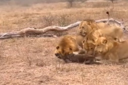 Media - Đàn sư tử giăng "thiên la địa võng", thay nhau tung đòn dữ dội hạ gục linh cẩu
