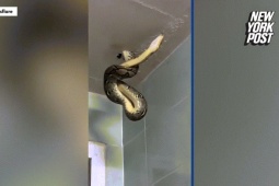 Phi thường - kỳ quặc - Đang đi vệ sinh, người đàn ông bỗng nhiên gặp "ác mộng" khi thấy cảnh này