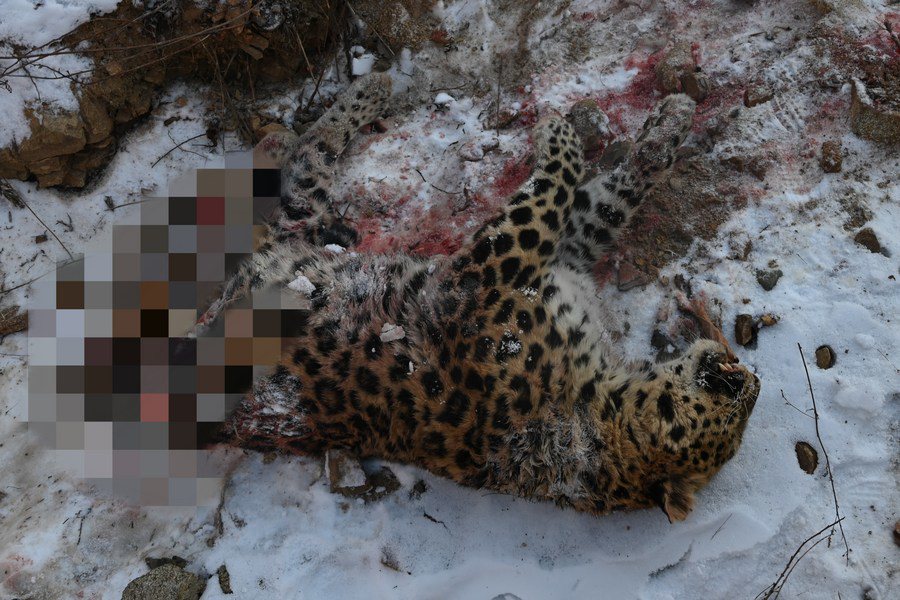 Xác con báo Amur được phát hiện ở khu công viên quốc gia vào ngày 23/12.