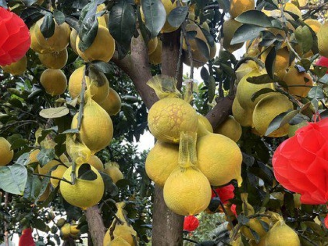 Thị trường - Tiêu dùng - Bưởi Diễn vàng rực giá hàng chục triệu đổ bộ Sài thành