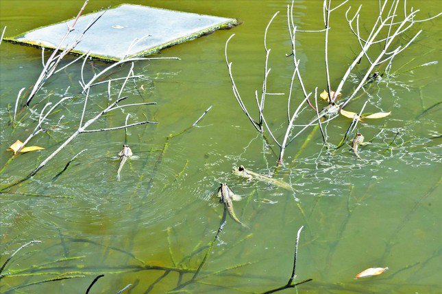 Cá thòi lòi ở vùng sông nước Cà Mau