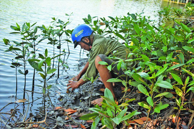 Ông Bảy Bá đặt bẫy cá thòi lòi. Ảnh: Tân Lộc