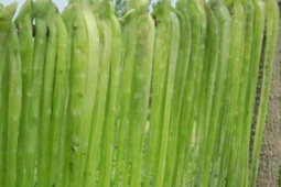 Thị trường - Tiêu dùng - Loại rau dài cả mét, bán nửa triệu/kg, chỉ cần trồng là hốt bạc