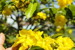 Thị trường - Tiêu dùng - Mai vàng bung nụ sớm, nhiều nhà vườn ở TPHCM lo mất Tết