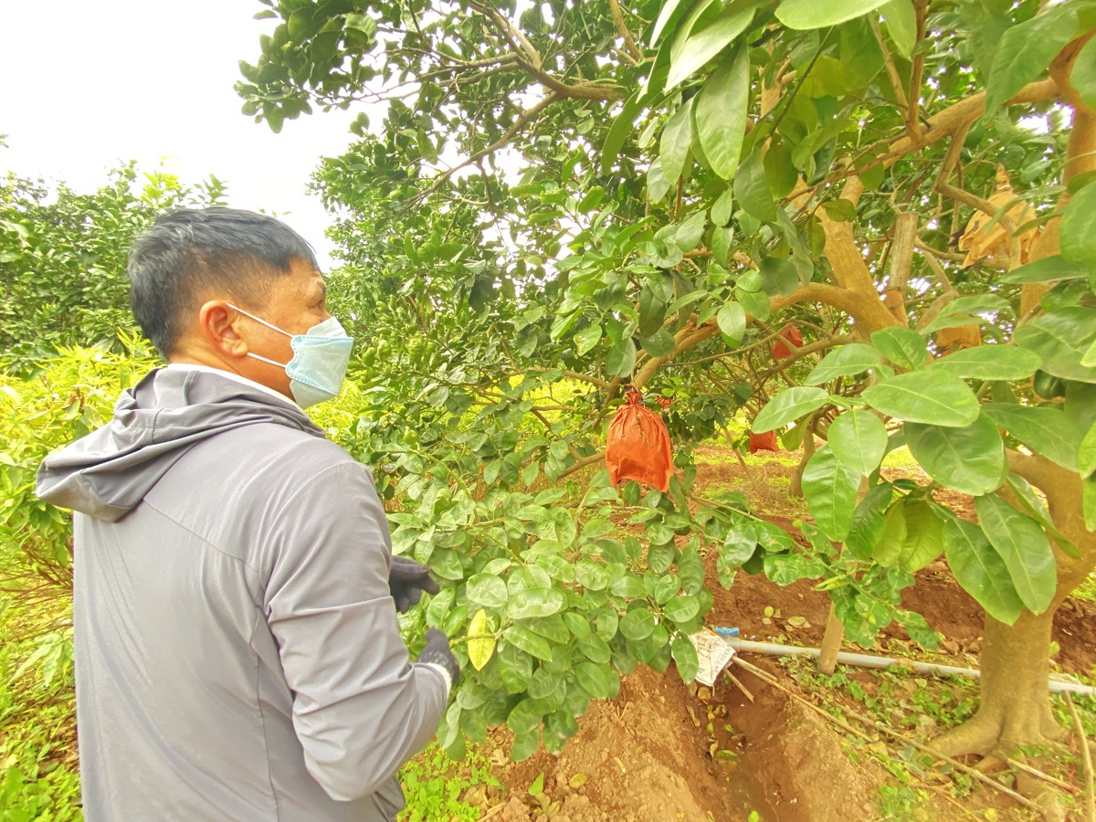 Bưởi đỏ 