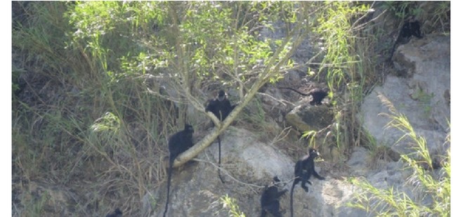 Một nhóm 8 con voọc Hà Tĩnh, gồm 3 con non một năm tuổi ở núi Một. Ảnh: LTA