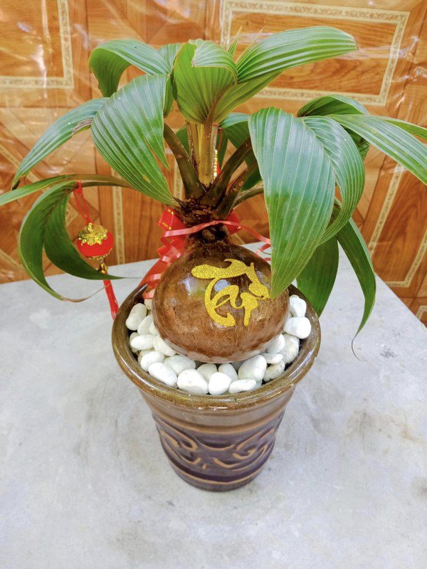 Vài năm gần đây, bên cạnh các loại quất cảnh, đào... truyền thống, dừa bonsai được nhiều khách hàng lựa chọn chơi trong dịp Tết Nguyên đán. Ảnh: Facebook