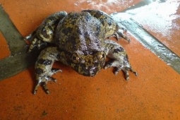 Thị trường - Tiêu dùng - Việt Nam có loại ếch "đại gia" giá 700.000 đồng/kg, từng là đặc sản tiến Vua nổi tiếng