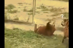 Phi thường - kỳ quặc - Clip: "Chúa sơn lâm" chạy té khói khi bị bò điên rượt đuổi